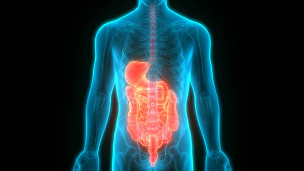 Human Digestive System Stomach Small Intestine Anatomy — Stock Photo, Image