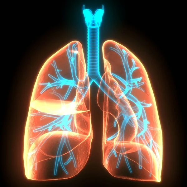 Human Respiratory System Lungs Anatomy — Stock Photo, Image