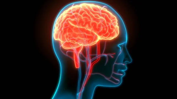 Central Organ of Human Nervous System Brain Anatomy. 3D