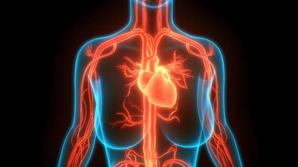 人类心脏解剖图解 — 图库照片