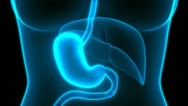 Anatomía Del Estómago Del Sistema Digestivo Humano — Foto de Stock