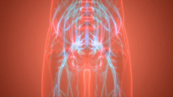 해부학 Brain Anatomy 신경계의 일종이다 — 스톡 사진