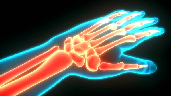 Human Skeleton Bone Joint Pains Anatomy Hand Joint — Stock Photo, Image