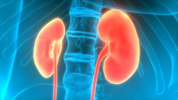 Illustration Human Body Organs Kidneys — Stock Photo, Image