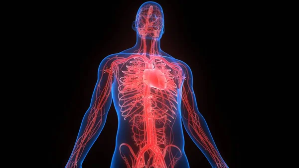 Human Heart Anatomy illustration. 3D