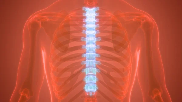 2008 Vertebral Column Thoracic Vertebrae Human Skeleton System Anatomy — 스톡 사진