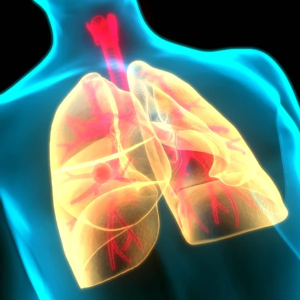 Sistema Respiratorio Humano Pulmones Anatomía —  Fotos de Stock