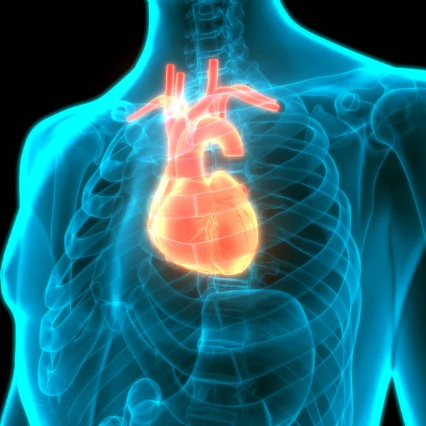 Menselijke Hart Anatomie Illustratie — Stockfoto