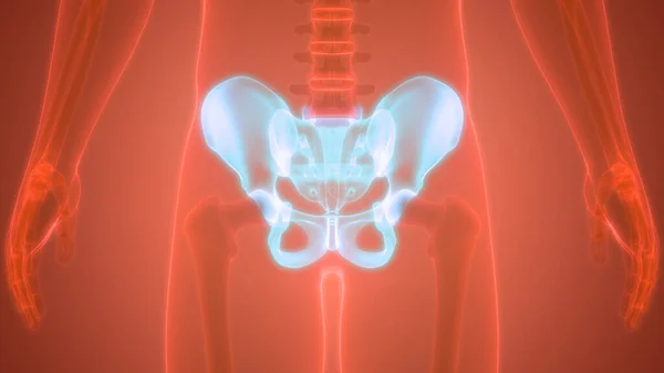 Ανθρώπινο Skeleton Σύστημα Hip Ανατομία Εικονογράφηση — Φωτογραφία Αρχείου
