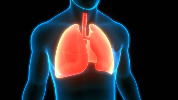 Human Respiratory System Lungs Anatomy — Stock Photo, Image