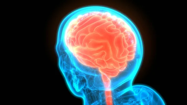 Órgano Central Del Sistema Nervioso Humano Anatomía Cerebral — Foto de Stock