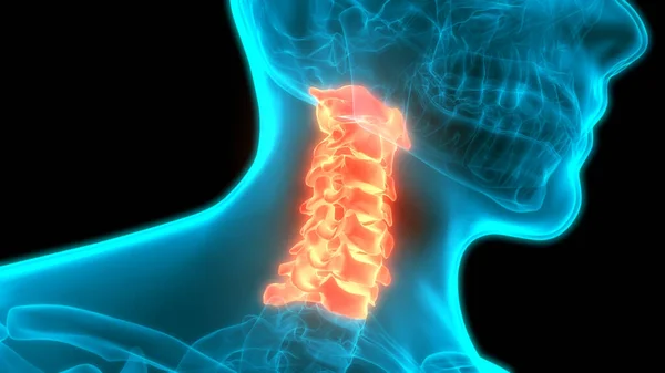 Anatomia Del Midollo Spinale Vertebre Cervicali Illustrazione — Foto Stock