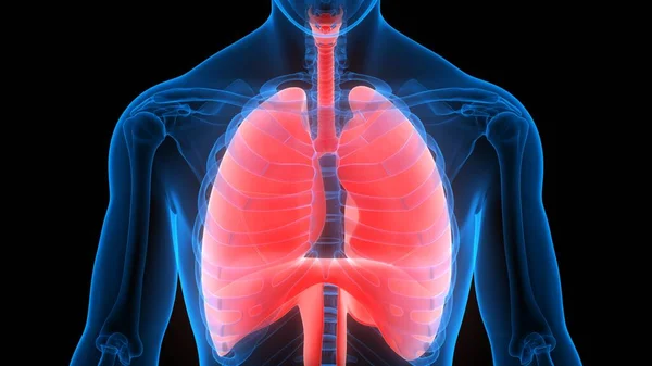 Sistema Respiratorio Humano Pulmones Anatomía —  Fotos de Stock