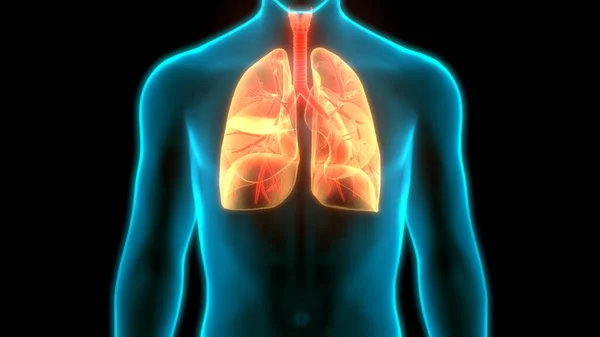 人体呼吸系统隆起解剖 — 图库照片