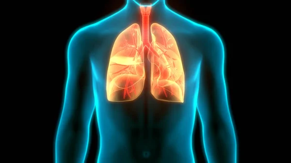 Sistem Pernapasan Manusia Anatomi Lung — Stok Foto