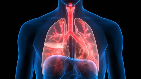 Anatomie Pulmonaire Système Respiratoire Humain — Photo