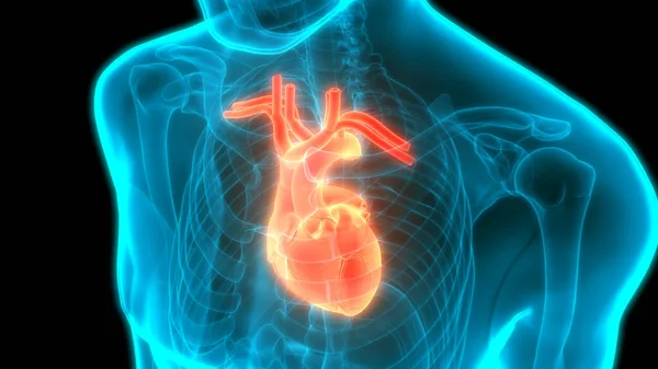 Ilustração Anatomia Coração Humano — Fotografia de Stock