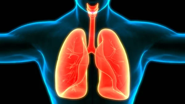 Human Respiratory System Lungs Anatomy — Stock Photo, Image