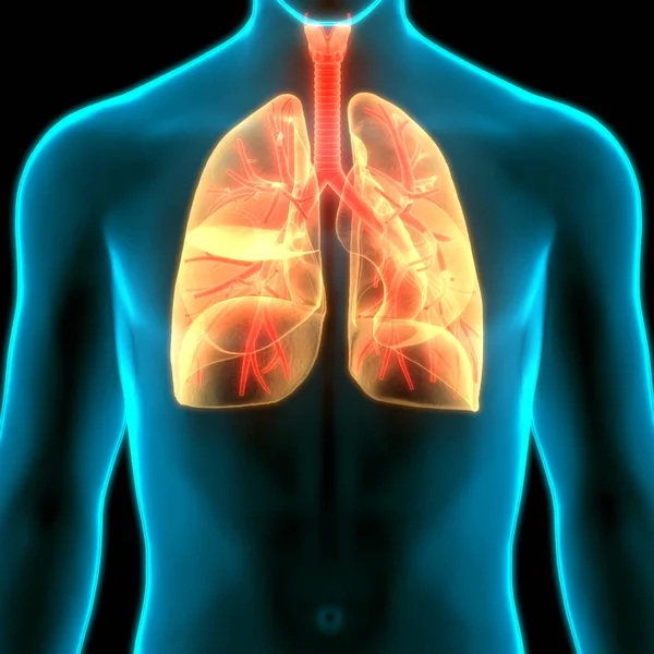 Human Respiratory System Lungs Anatomy — Stock Photo, Image