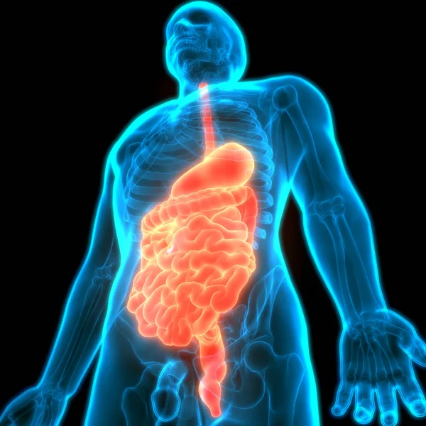 Ludzki Żołądek Anatomią Jelita Cienkiego — Zdjęcie stockowe