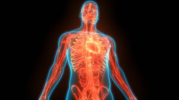Приклад Анатомії Людського Серця — стокове фото