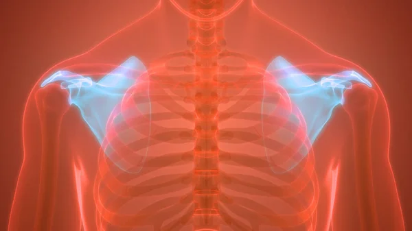 시스템 Human Skeleton System Scapula Bones Joints Anatomy — 스톡 사진