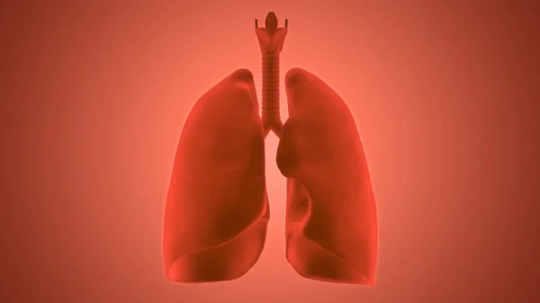 Sistema Respiratorio Humano Pulmones Anatomía —  Fotos de Stock