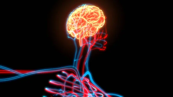 Центральный Орган Анатомии Нервной Системы Человека — стоковое фото