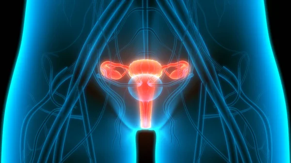 Anatomía Del Sistema Reproductivo Femenino — Foto de Stock