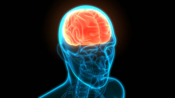Central Organ of Human Nervous System Brain Anatomy. 3D
