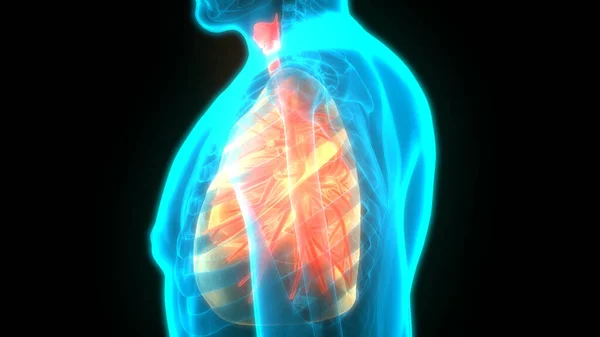 Emberi Légzőrendszer Tüdő Anatómia — Stock Fotó