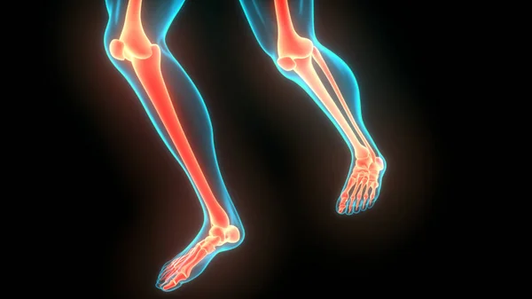 Sistema Esquelético Humano Piernas Huesos Articulaciones Anatomía Ilustración —  Fotos de Stock