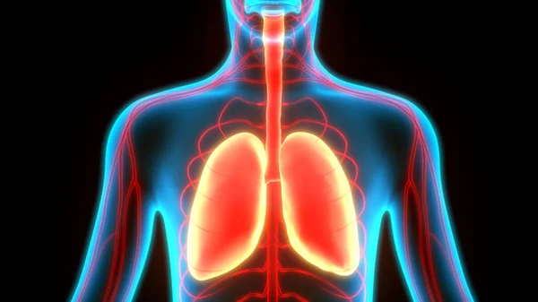 Anatomie Der Lungen Des Menschlichen Atmungssystems — Stockfoto