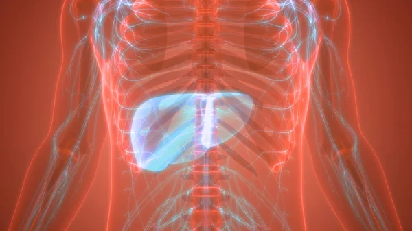 Анатомия Органов Человеческого Тела Печень — стоковое фото