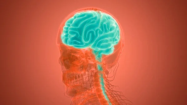 Central Organ of Human Nervous System Brain Anatomy. 3D