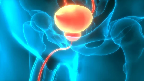 Anatomía Vesical Del Sistema Urinario Humano — Foto de Stock