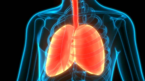 Anatomie Pulmonaire Système Respiratoire Humain — Photo