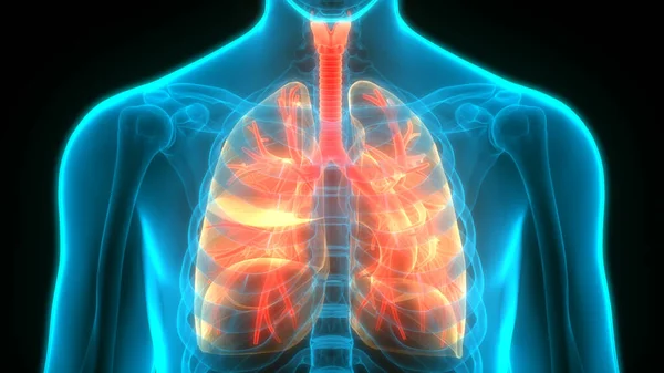 Anatomia Polmonare Del Sistema Respiratorio Umano — Foto Stock