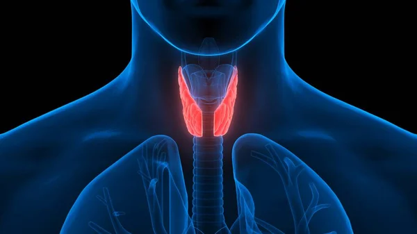 Human Body Glands Thyroid Gland Anatomy. 3D