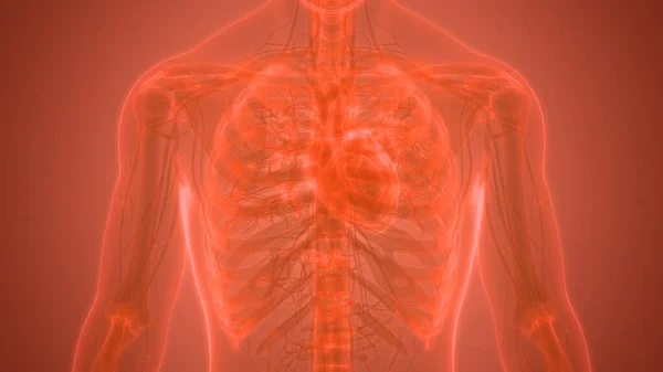 Ilustración Anatomía Del Corazón Humano — Foto de Stock