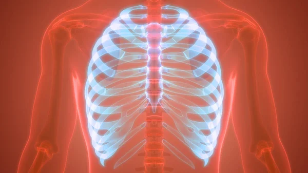 Illustration Mänsklig Skelett System Rib Cage Anatomi — Stockfoto