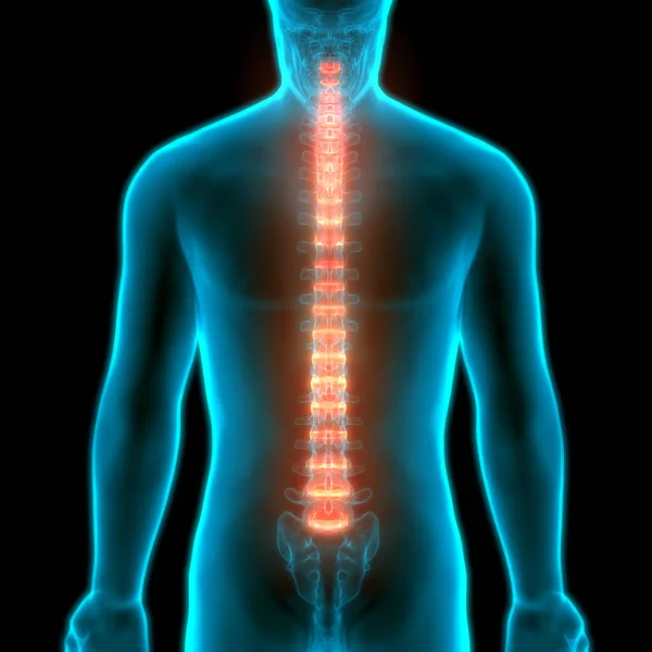 Disques Colonne Vertébrale Anatomie Système Squelettique Humain — Photo