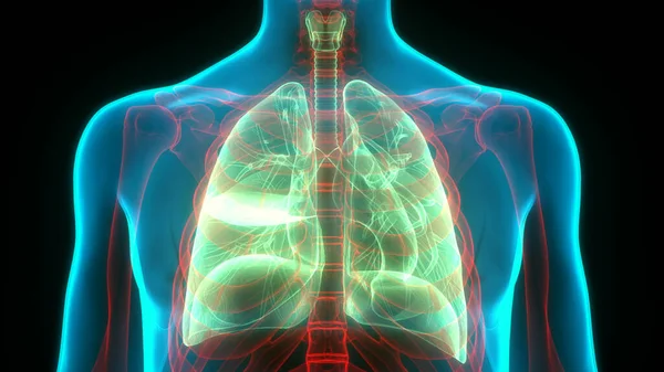 Anatomie Pulmonaire Système Respiratoire Humain — Photo