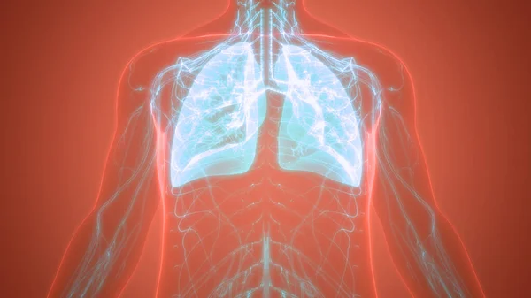 Human Respiratory System Lungs Anatomy — Stock Photo, Image