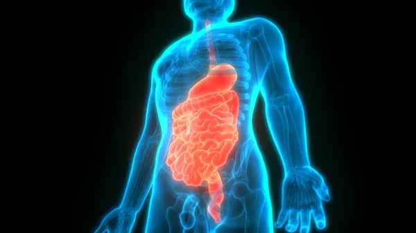 Estômago Sistema Digestivo Humano Com Pequena Anatomia Intestinal — Fotografia de Stock