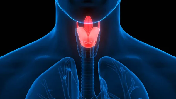 Human Body Glands Thyroid Gland Anatomy — Stock Photo, Image
