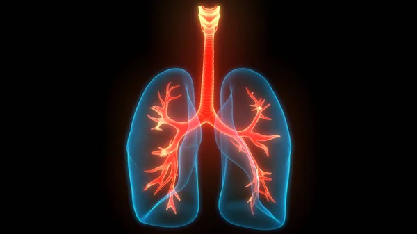 Sistema Respiratorio Humano Pulmones Anatomía —  Fotos de Stock