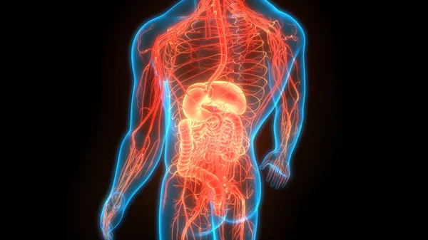 Human Digestive System Stomach Small Intestine Anatomy — стокове фото