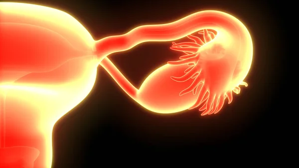 Kvinnlig Reproduktionsanatomi Tredimensionell — Stockfoto