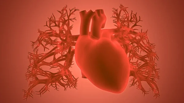 Human Heart Anatomy illustration. 3D